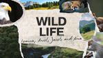 WILDLIFE.png